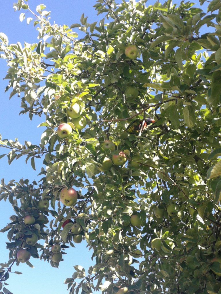 Rosella in apple tree